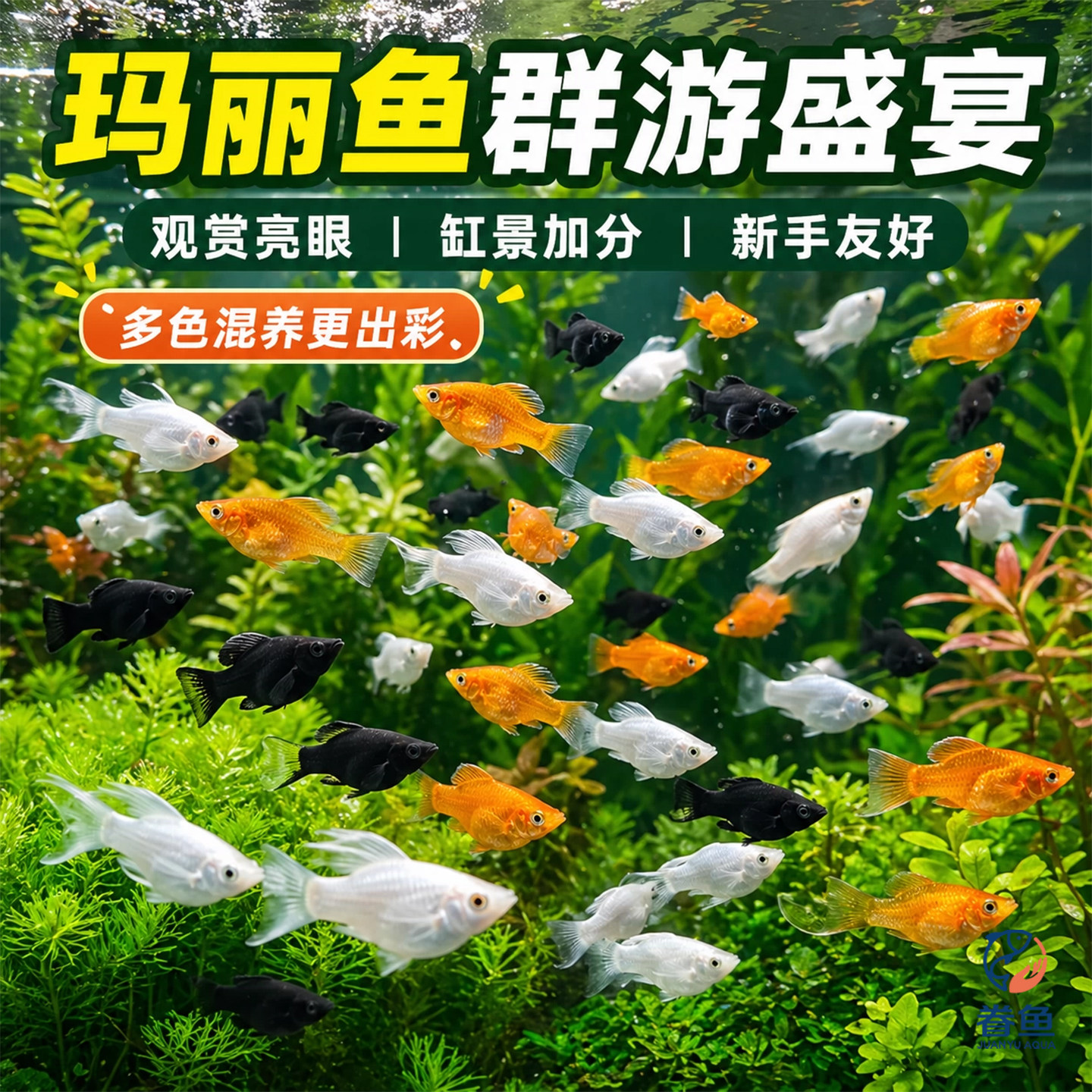 玛丽球鱼 怀孕后会大肚子的皮球鱼 热带鱼胎生鱼 新手好养宠物鱼