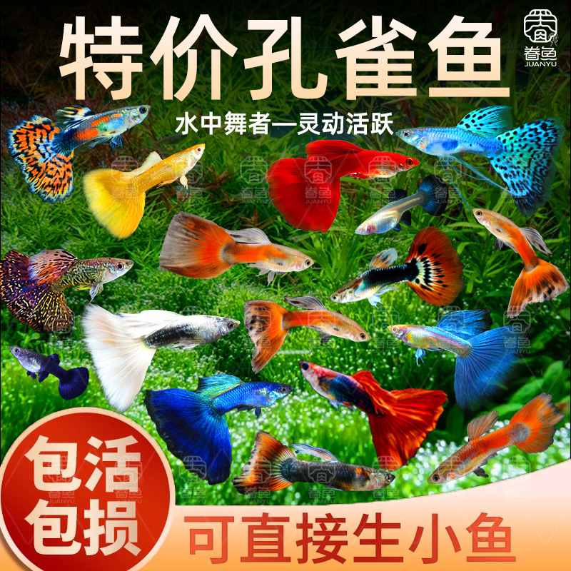 孔雀鱼鱼苗观赏鱼活体热带小型淡水好养耐活红绿灯斑马凤尾小鱼
