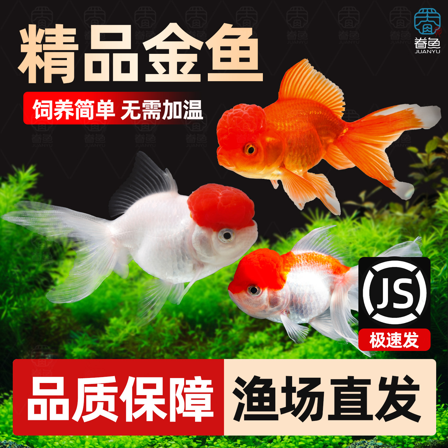 小金鱼活鱼观赏鱼冷水淡水红草鱼锦鲤鱼好养耐活鸿运当头国粹金鱼