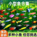 热带观赏鱼好养红绿灯斑马鱼淡水金鱼苗神仙孔雀小型宝莲灯科小鱼