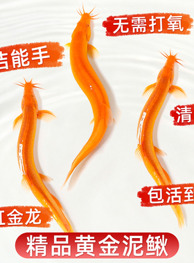 黄金泥鳅冷水观赏鱼缸清道夫清洁工具鱼金泥鳅淡水活体好养耐活鱼