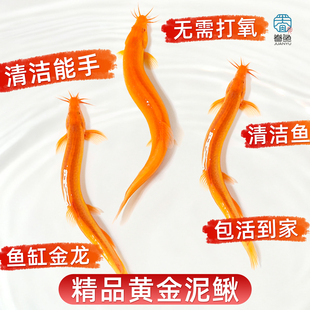 黄金泥鳅冷水观赏鱼缸清道夫清洁工具鱼金泥鳅淡水活体好养耐活鱼