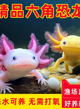 六角恐龙鱼冷水鱼蝾螈水族宠物活体六角龙淡水好养易活观赏网红鱼