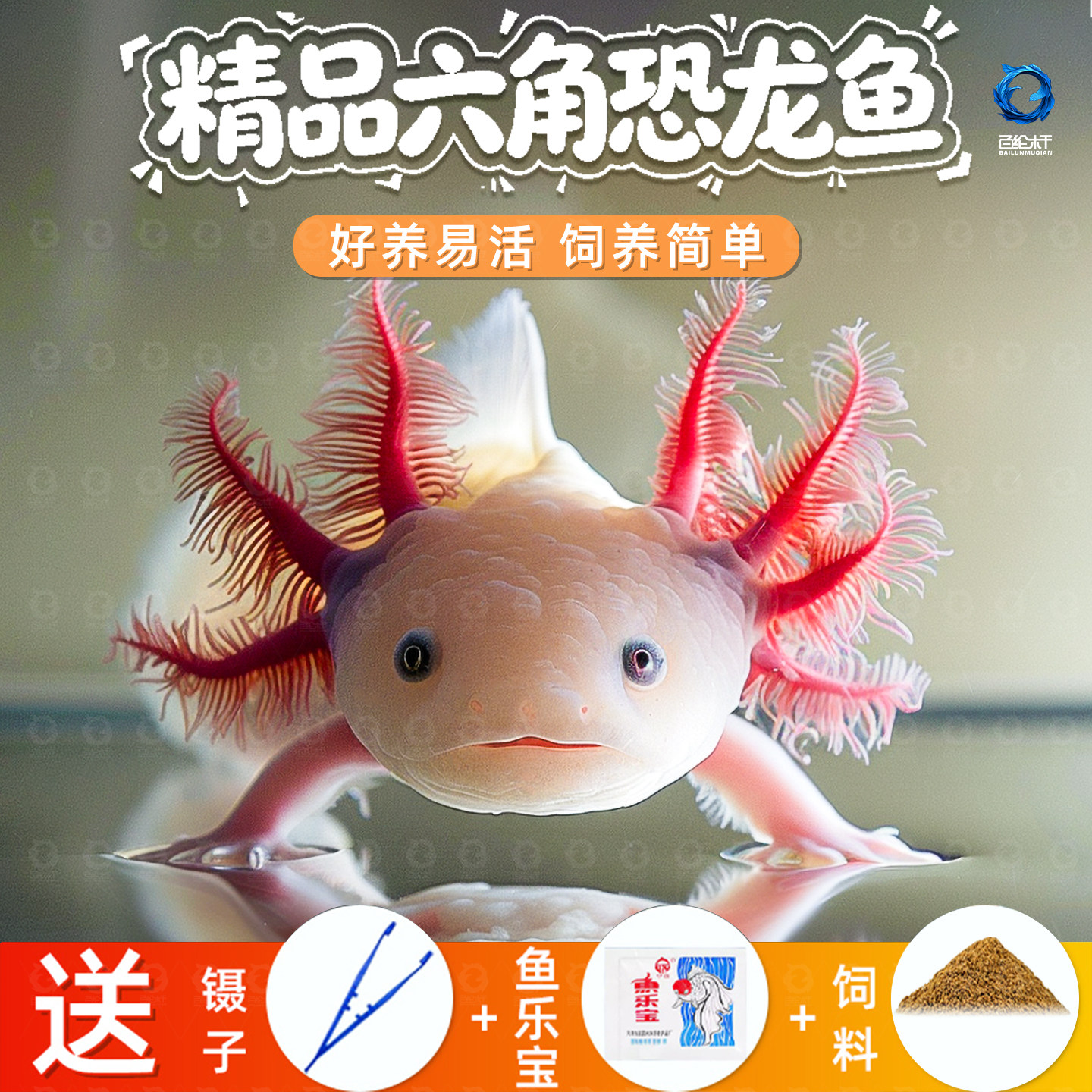 六角恐龙鱼蝾螈宠物活鱼冷水鱼美西螈淡水好养耐活金鱼锦鲤观赏鱼,宠物/宠物食品及用品,鱼,淘宝优惠券,粉丝福利购,淘宝优惠卷