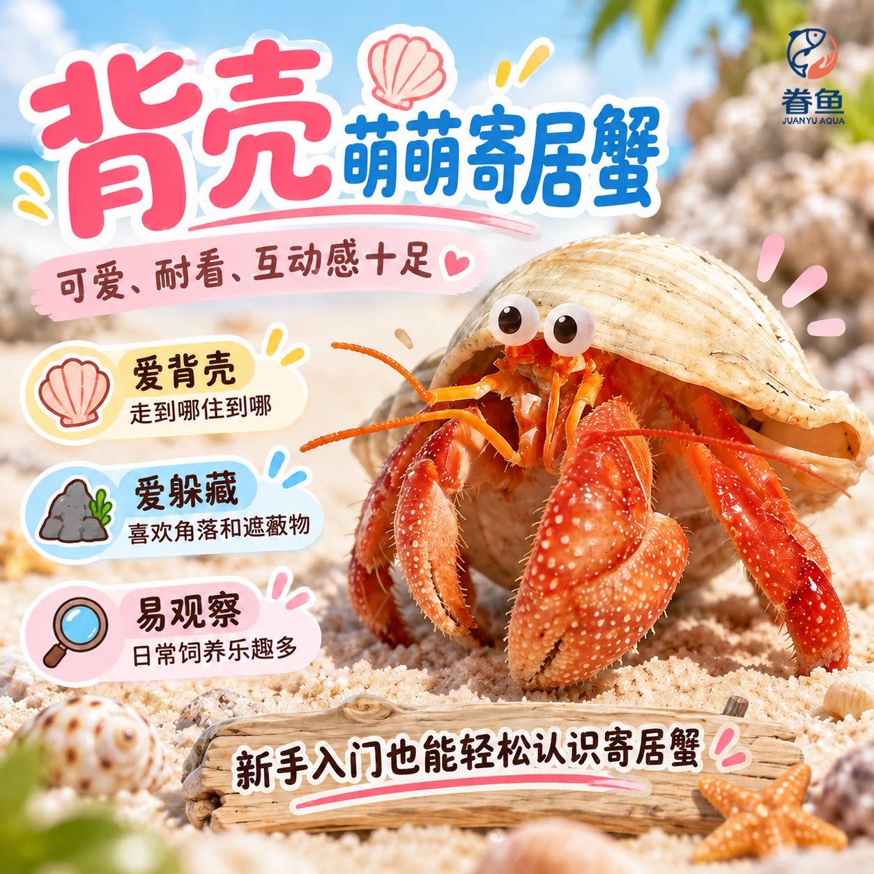寄居蟹懒人迷你宠物攀爬动物新手好养可爱活体观赏蟹草莓里拉灰白
