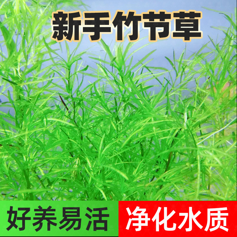 印度竹节草养不死水草植物孔雀鱼虾躲避中后景淡水增氧净化水质