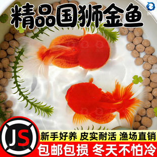 红狮金鱼国师鱼冷水鱼小金鱼活鱼淡水锦鲤观赏鱼好养耐活鱼不加温