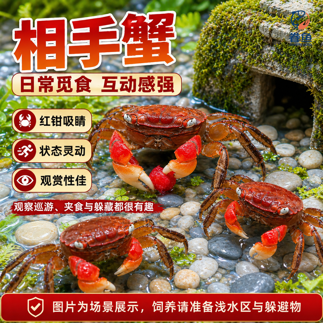红鳌相手蟹宠物小螃蟹活体爬宠鱼缸观赏蟹深水蟹原生淡水蟹将军蟹