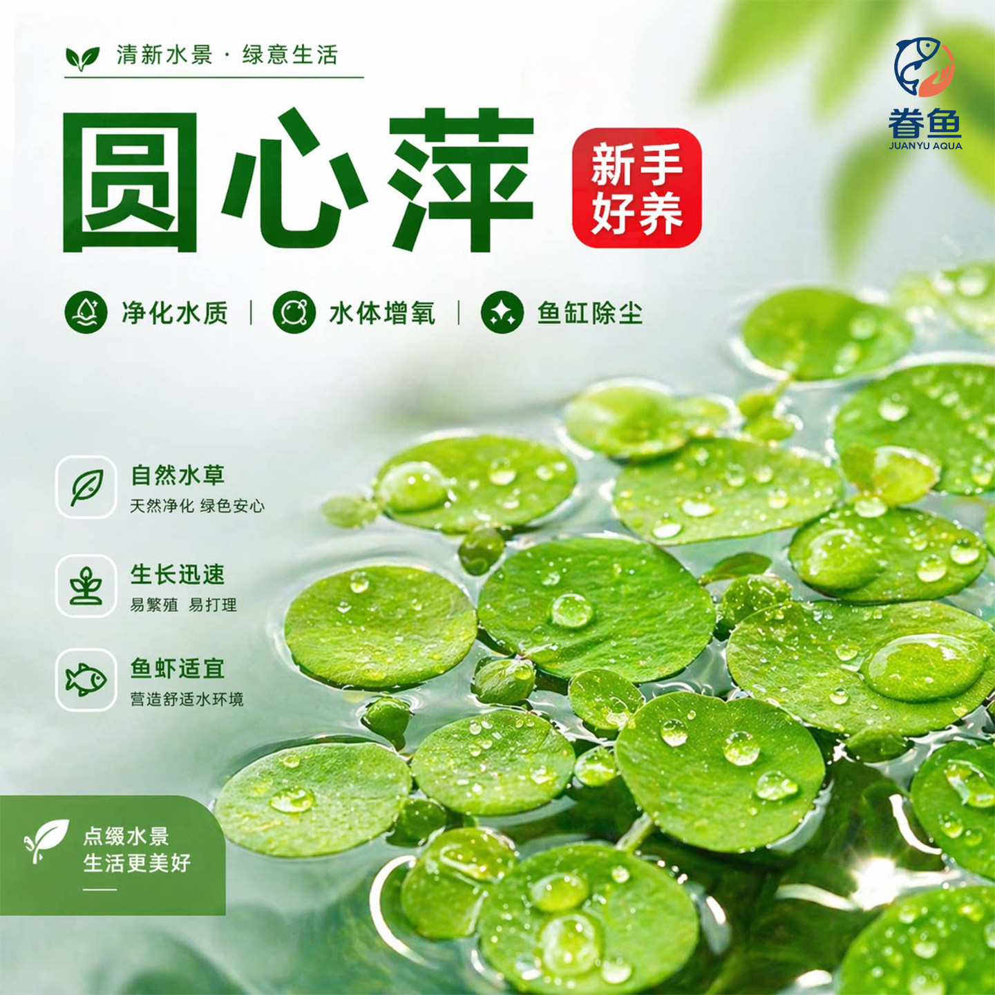 圆心萍浮萍水草鱼缸造景专用鱼池水生水培植物装饰摆件净水真草