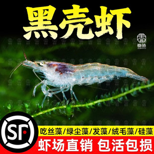 顺丰黑壳虾观赏虾除藻淡水鲜活清洁工具耐活好养观赏鱼宠物水晶虾