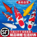 顺丰锦鲤鱼活鱼观赏鱼纯种鱼大型红白冷水淡水好养耐活金鱼小鱼苗