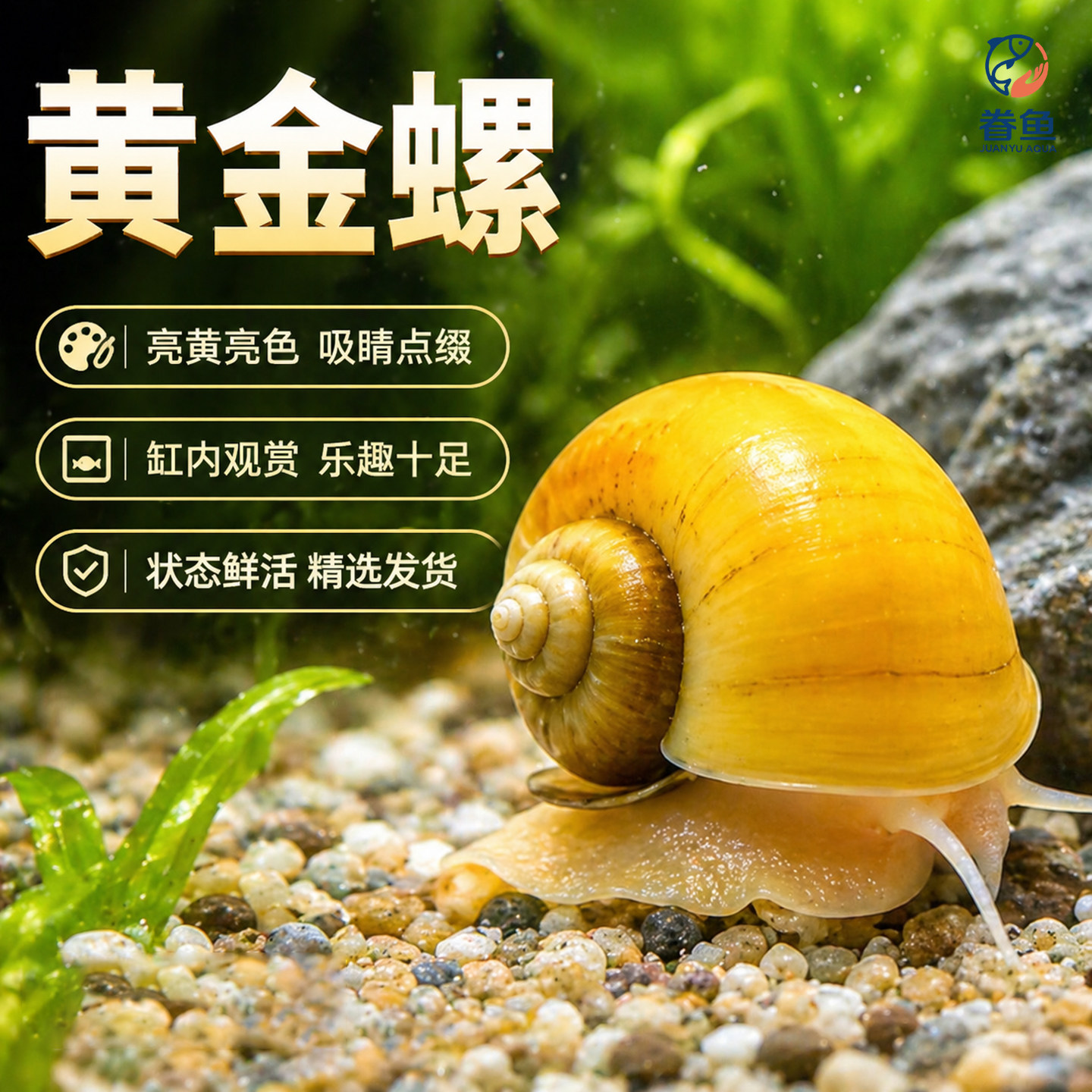 黄金螺净化水质清洁观赏螺苹果螺马来螺蜗牛吃鱼屎鱼缸除草除绿藻