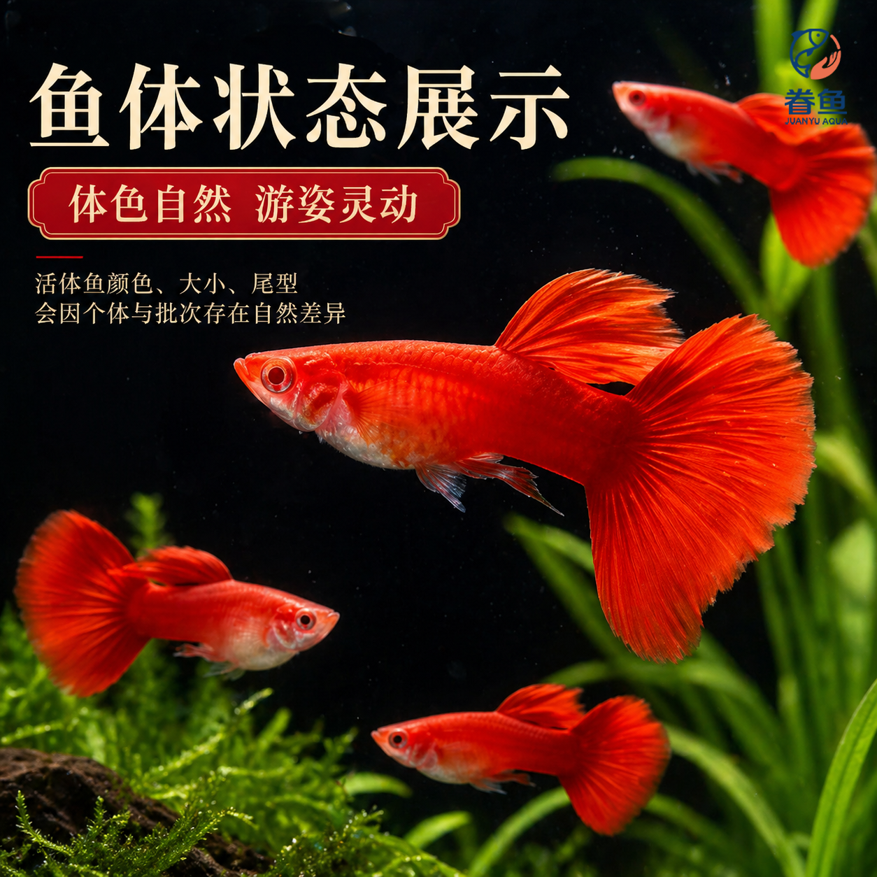 精品美国全红孔雀鱼活鱼热带鱼观赏鱼小型凤尾鱼大尾巴好养耐活