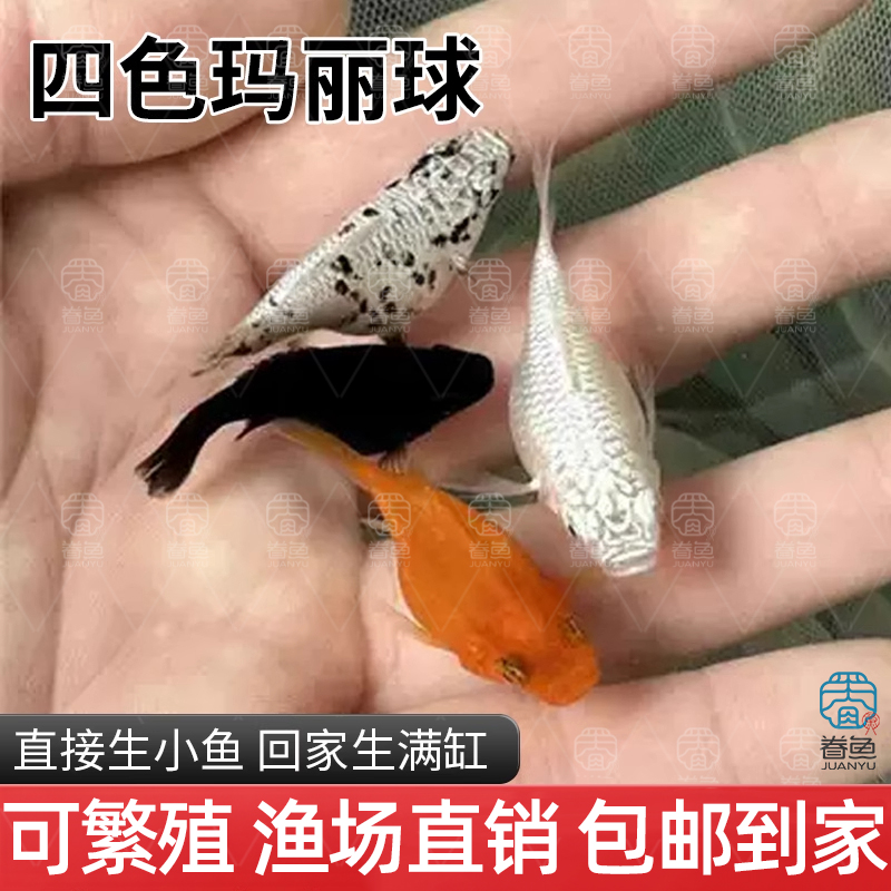 四色玛丽球奶牛玛丽球皮球鱼胎生鱼直接生小鱼小型热带观赏鱼活体