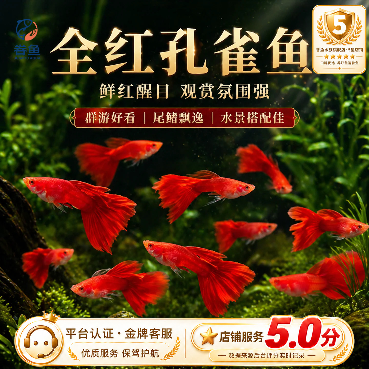 精品美国全红孔雀鱼活鱼热带鱼观赏鱼小型凤尾鱼大尾巴好养耐活