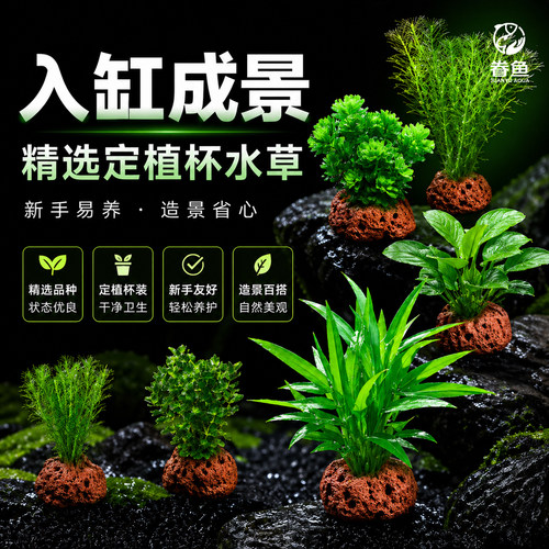 鱼缸水草植物真草造景阴性水榕蜈蚣绿菊冒泡净水培菌新手装饰套餐