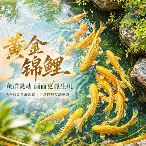 黄金锦鲤活鱼金鱼好养耐活冷水鱼活体小金鱼观赏鱼淡水鱼