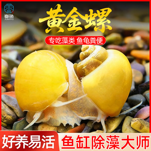 黄金螺净化水质清洁观赏螺苹果螺马来螺蜗牛吃鱼屎鱼缸除草除绿藻
