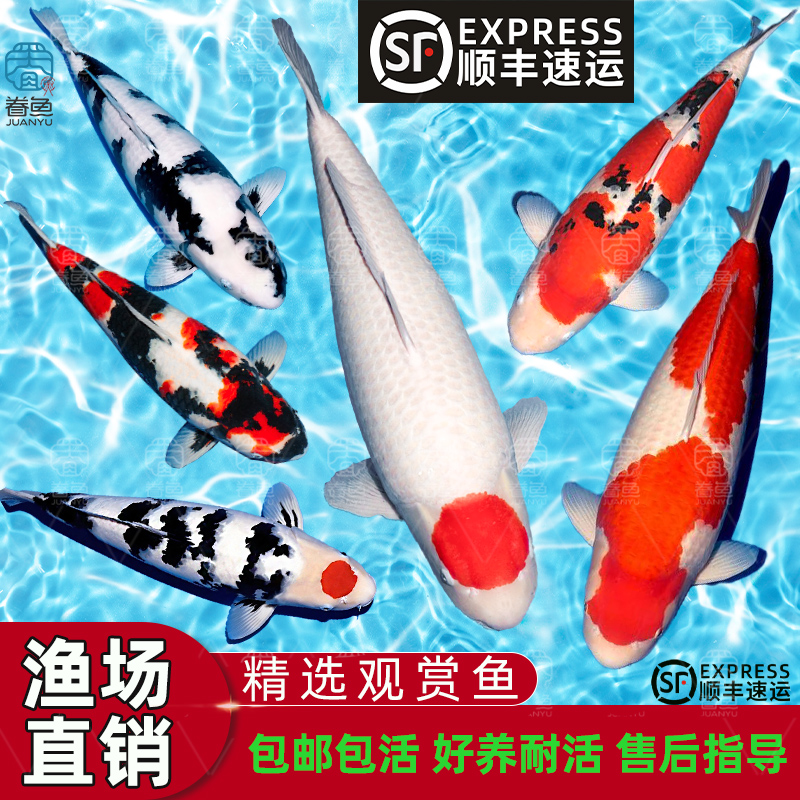 纯种锦鲤活体观赏鱼活鱼大型红白冷水淡水鱼好养耐活金鱼红鲤鱼