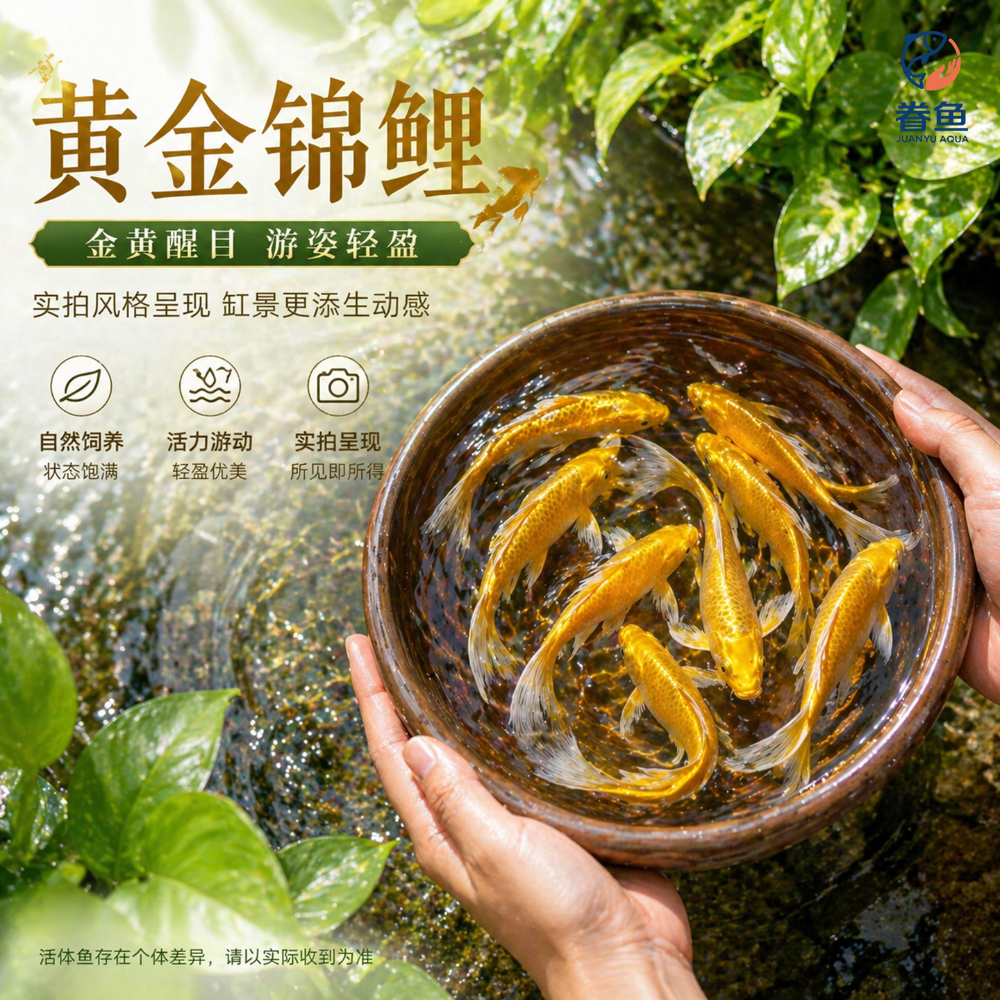 黄金锦鲤活鱼金鱼好养耐活冷水鱼活体小金鱼观赏鱼淡水鱼