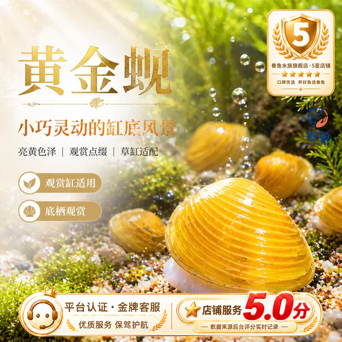 河蚬溪蚬小河蚌鱼缸除藻黄金蚬 清洁净水观赏 鱼缸吃鱼粪便清理