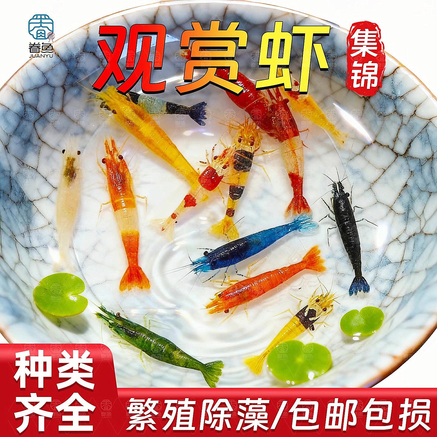 观赏虾草缸除藻清洁活体黑壳虾水晶樱花极火虾热带淡水宠物工具虾