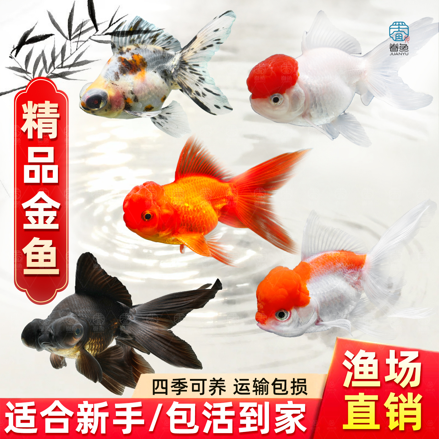 金鱼活鱼观赏鱼活体小金鱼冷水鱼好养耐活金鱼苗淡水鱼宠物鱼大型