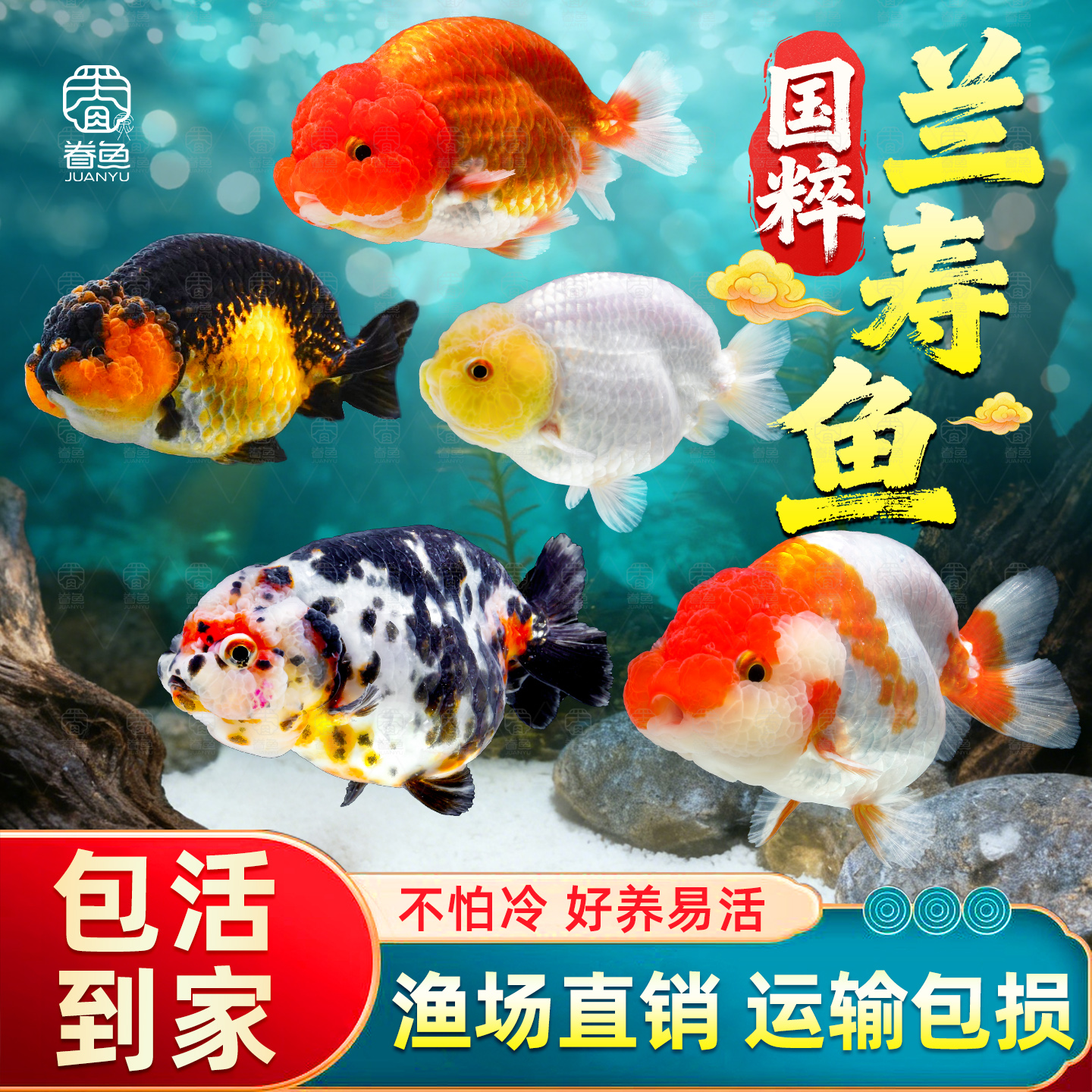 兰寿金鱼泰狮活鱼淡水锦鲤观赏鱼纯种国粹泰狮小金鱼活鱼好养耐活