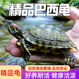 巴西龟大乌龟活物家养好养小型乌龟活体观赏宠物龟水龟情侣龟龟苗
