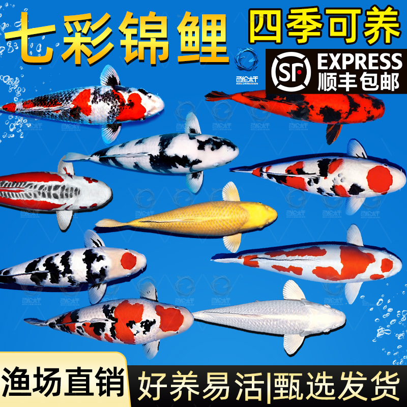 锦鲤鱼活鱼冷水淡水鱼苗观赏鱼金鱼小型好养耐活纯种红白三色