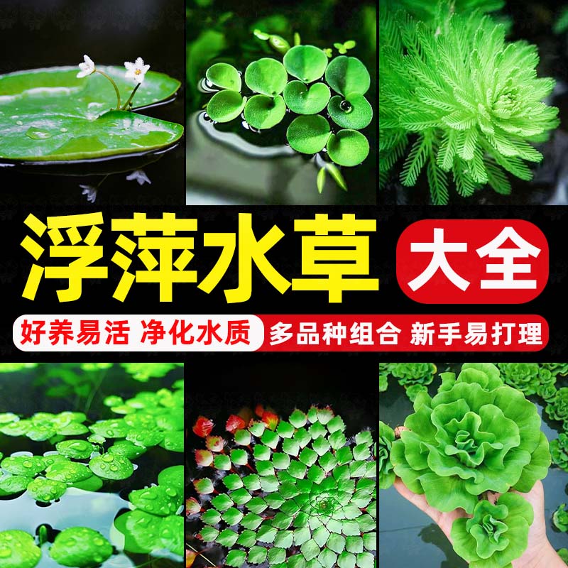 浮萍水草植物鱼缸水芙蓉一叶莲水葫芦净化水质造景水培和鱼共养