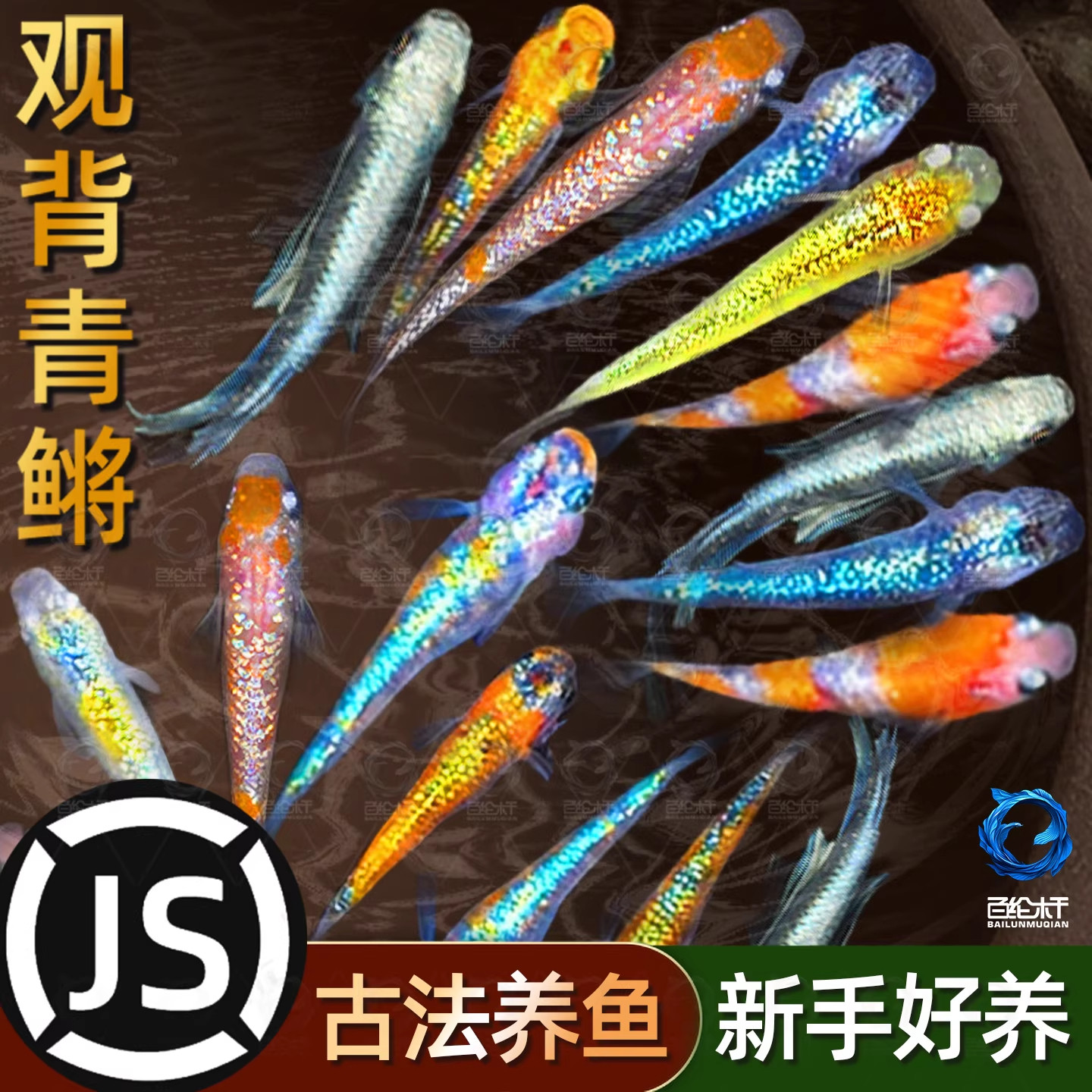 观背青鳉观赏鱼好养耐活自来水冷水小型活体不打氧生态缸养鱼,宠物/宠物食品及用品,鱼,淘宝优惠券,粉丝福利购,淘宝优惠卷