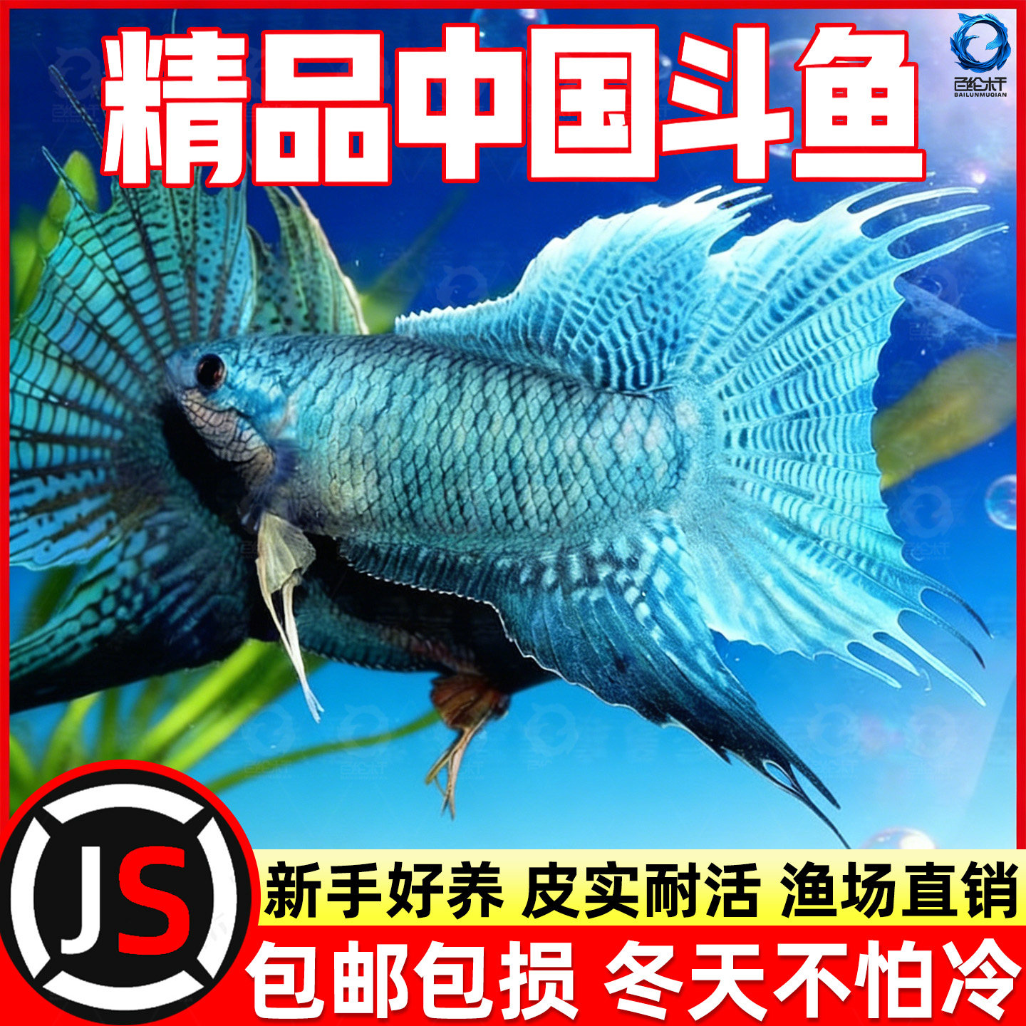 中国斗鱼活体活鱼冷水淡水鱼苗观赏鱼小鱼新手耐活好养不打氧巨普,宠物/宠物食品及用品,蟹,淘宝优惠券,粉丝福利购,淘宝优惠卷