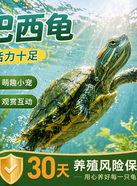 乌龟活物大巴西龟小长寿观赏宠物龟黄金巴西龟绿色情侣红耳龟