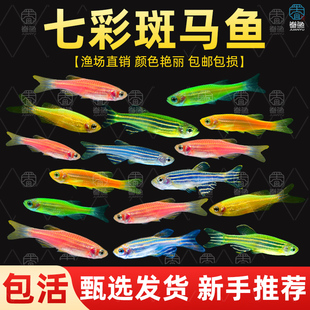 大号斑马鱼热带观赏鱼孔雀鱼灯科红绿灯鱼小型活鱼水鱼淡水好养