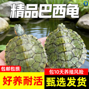 巴西龟大乌龟活物家养好养小型乌龟活体观赏宠物龟水龟情侣龟龟苗