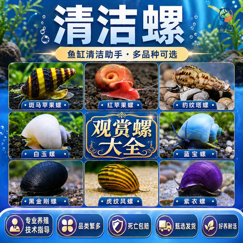 观赏螺苹果螺黑金刚螺鱼缸除藻清洁工具螺斑马螺活体鱼冷水鱼伴侣