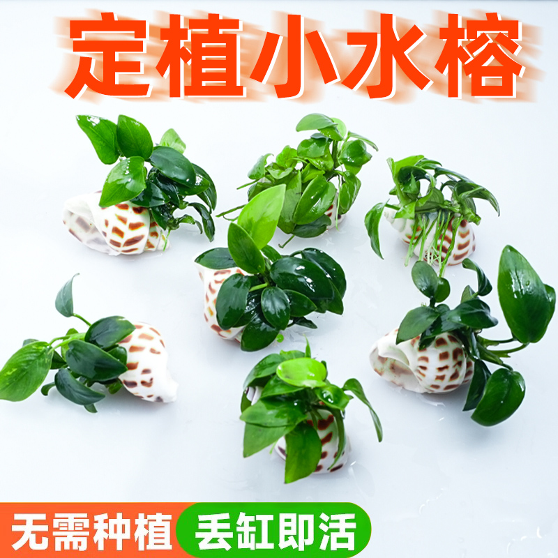 新手造景装饰迷你海螺小水榕鱼缸水草小鱼缸淡水真水草植物增氧