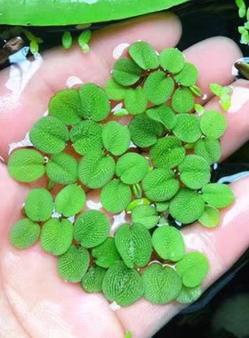 鱼缸净水槐叶萍浮萍水草圆心萍净化水质水培绿植庭院办公室鱼虾龟