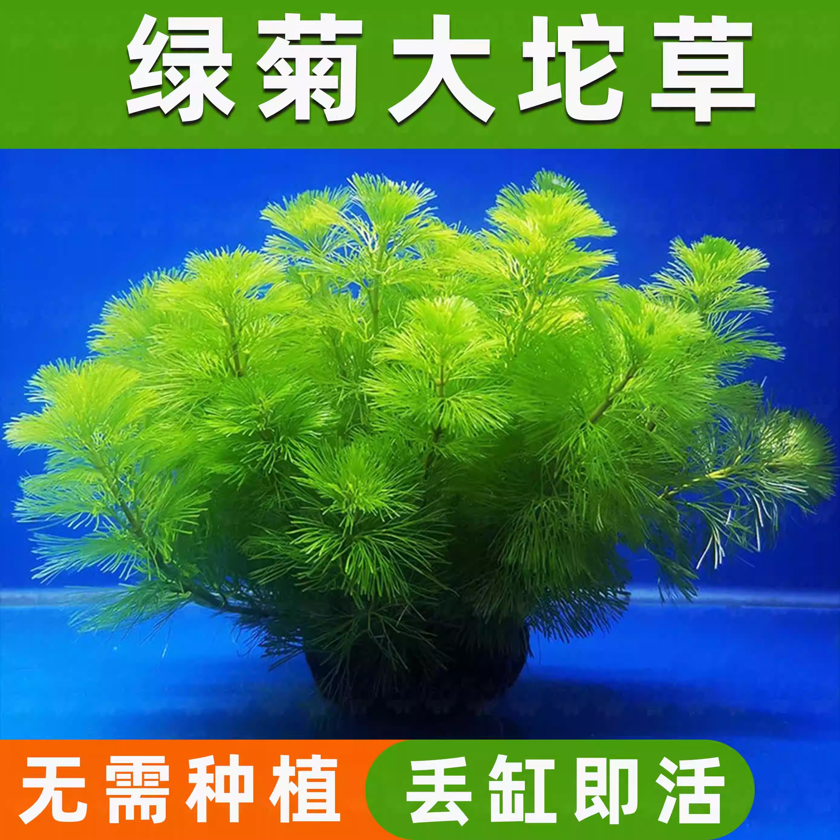 绿菊小坨草缸鱼缸造景真后景水草新手蜈蚣草增氧淡水阴性活体植物