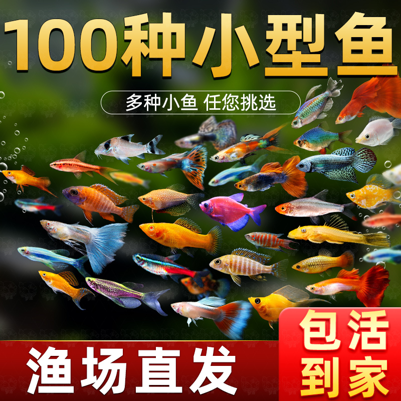 热带观赏鱼好养红绿灯斑马鱼淡水金鱼苗神仙孔雀小型宝莲灯科小鱼