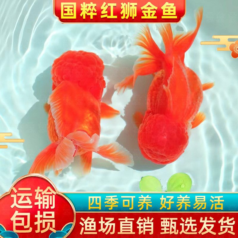 红狮金鱼国师鱼冷水鱼小金鱼活鱼淡水锦鲤观赏鱼好养耐活鱼不加温