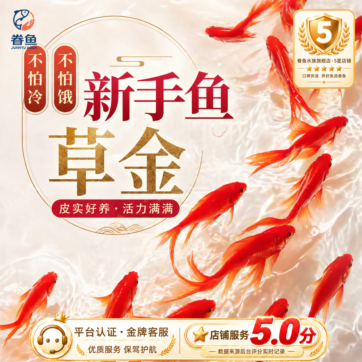 不用打氧的金鱼小金鱼好养耐活小鱼养不死自来水活鱼锦鲤宠物大全