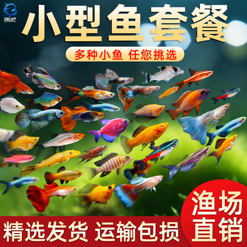 热带观赏鱼好养红绿灯斑马鱼淡水金鱼苗神仙孔雀小型宝莲灯科小鱼