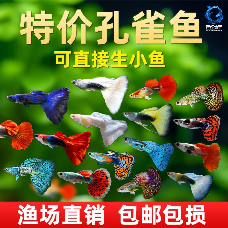 孔雀热带观赏鱼苗淡水冷水小型小鱼好养耐活耐养金鱼凤尾斑马活鱼