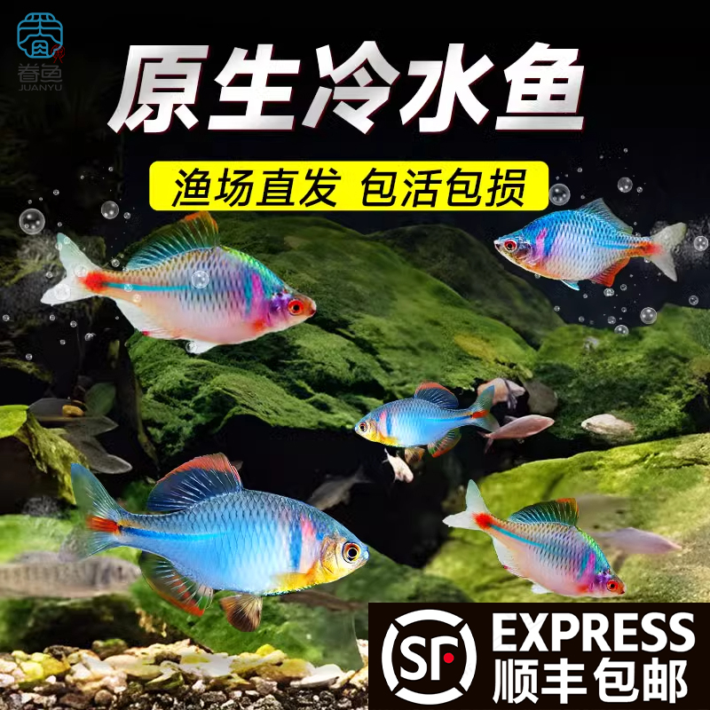 顺丰好养淡水观赏鳑鲏七彩旁皮除藻冷水鱼活体小型鱼苗原生群游鱼