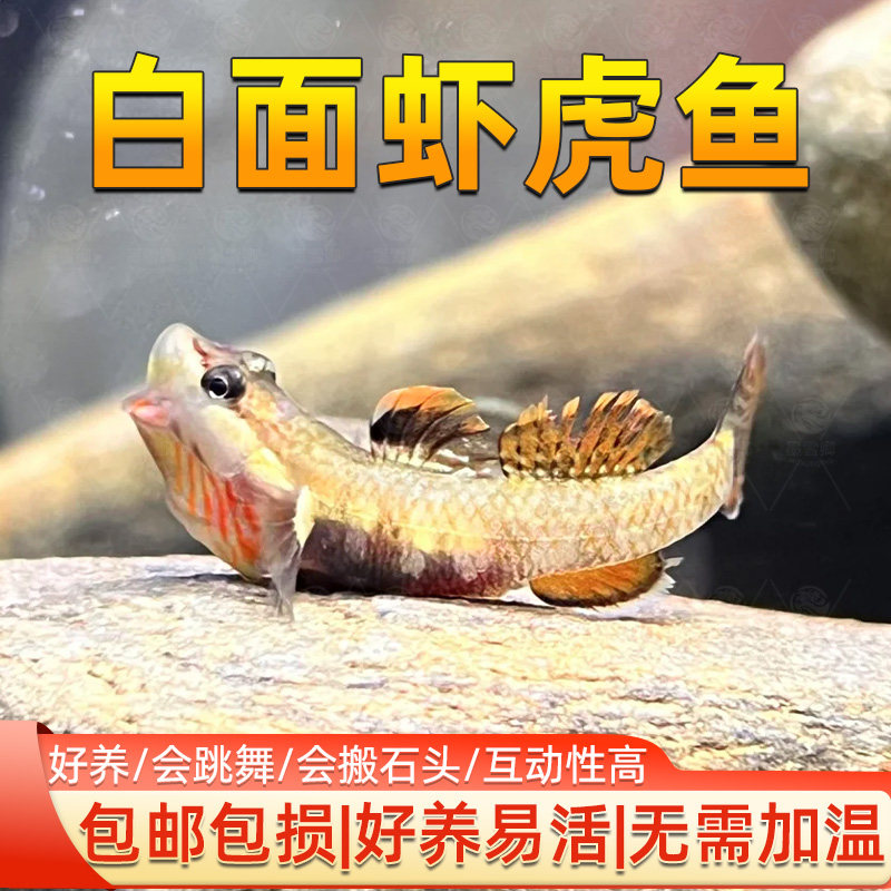 白面虾虎鱼原生冷水观赏鱼溪流鱼不加温原生鱼冷水淡水观赏鱼溪吻