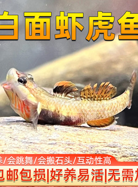 白面虾虎鱼原生冷水观赏鱼溪流鱼不加温原生鱼冷水淡水观赏鱼溪吻