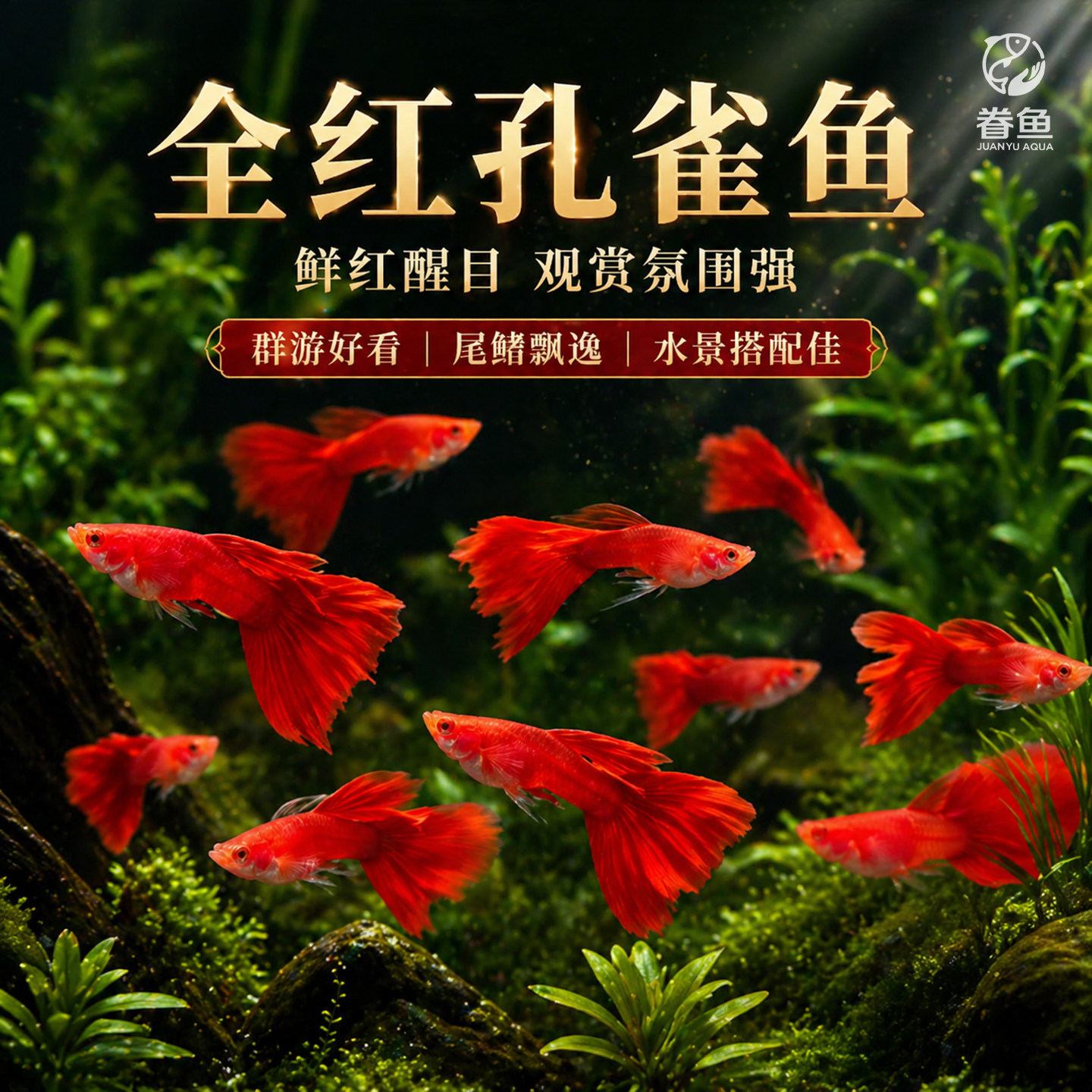 精品美国全红孔雀鱼活鱼热带鱼观赏鱼小型凤尾鱼大尾巴好养耐活图片