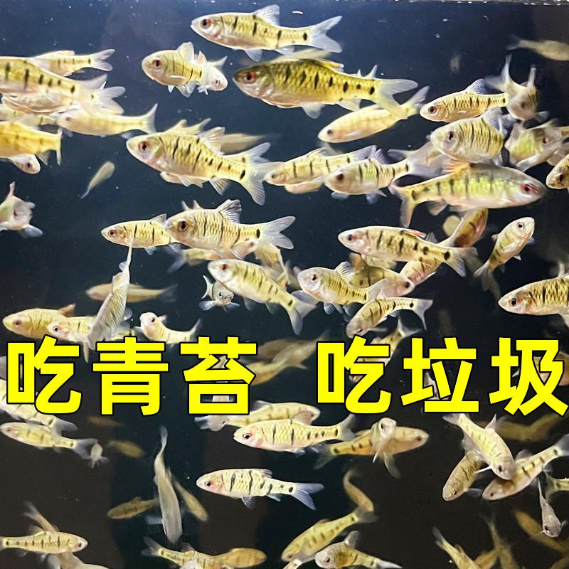 原生鱼冷水鱼条纹小鲃鱼活体淡水小溪鱼二须鲃群游观赏好养耐活
